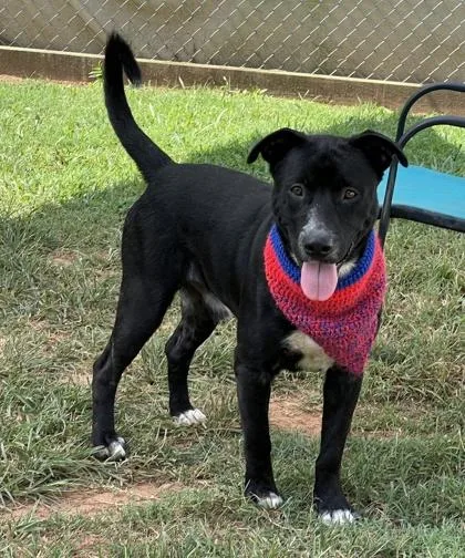 A young large-sized male Mixed Breed dog named Ashton $ for adoption in Seneca, SC