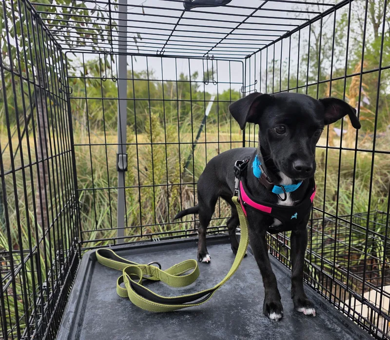A young small-sized female Rat Terrier dog named Itsy Bitsy for adoption in Pflugerville, TX