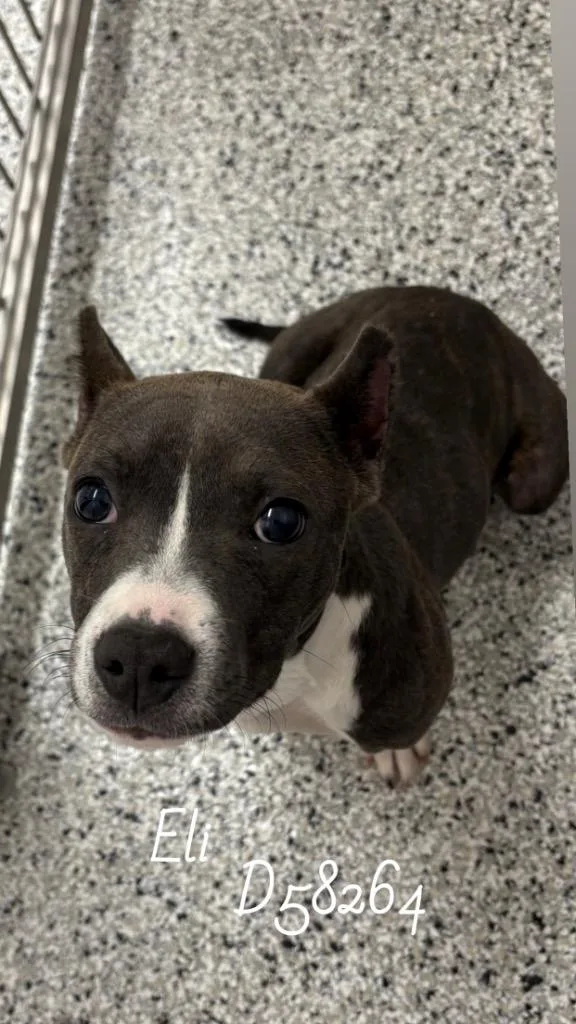 A baby small-sized female Cane Corso dog named Eli for adoption in Clarksville, TN