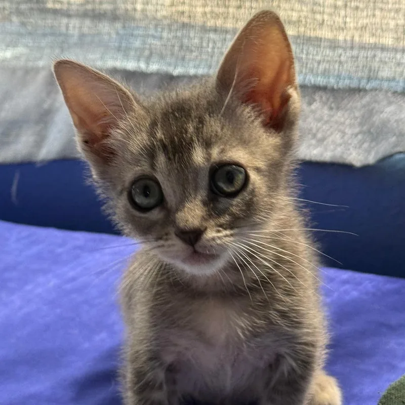 A baby small-sized female Domestic Short Hair cat named Izzy for adoption in San Diego, CA