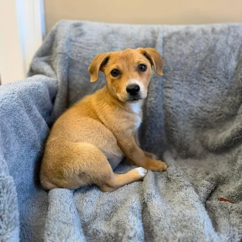 A baby medium-sized male Brown / Chocolate Mixed Breed dog named Roo for adoption in Alexandria, VA