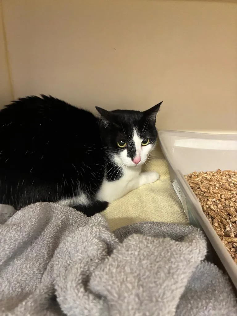 An adult large-sized female Domestic Short Hair cat named Mixue for adoption in Bloomington, IN