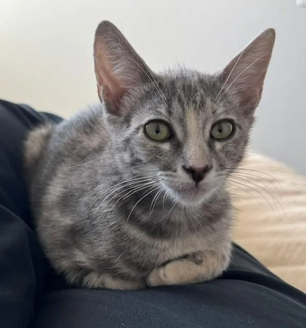 A baby small-sized female Domestic Short Hair cat named Artemis for adoption in Santa Cruz, CA