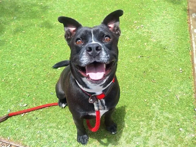 An adult large-sized male Staffordshire Bull Terrier dog named Lucas for adoption in Mesa, AZ