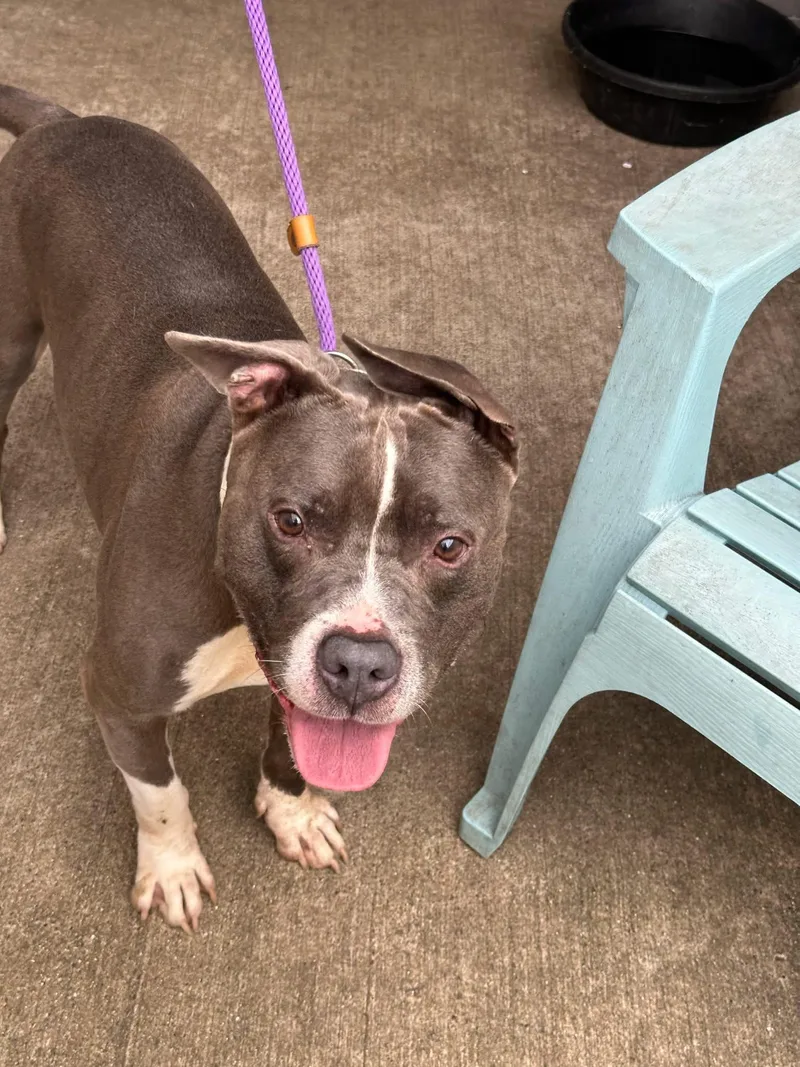 An adult medium-sized male Gray / Blue / Silver Pit Bull Terrier dog named Swerve for adoption in Chicago, IL