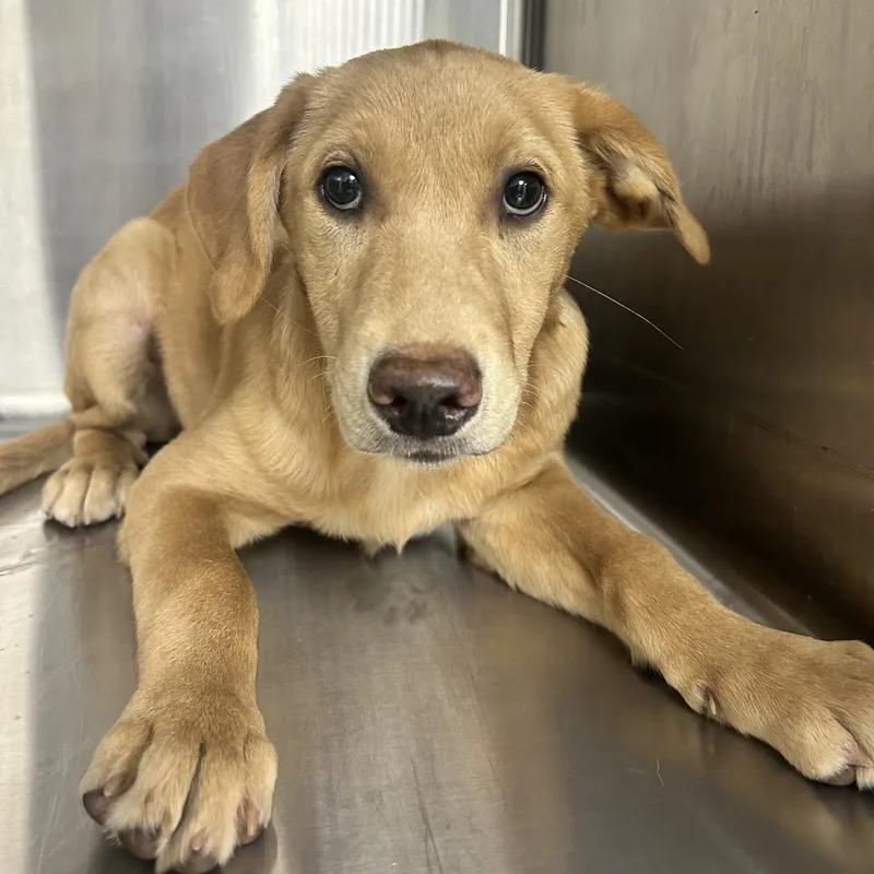 A baby small-sized male Golden Retriever dog named Harry for adoption in Uniontown, PA