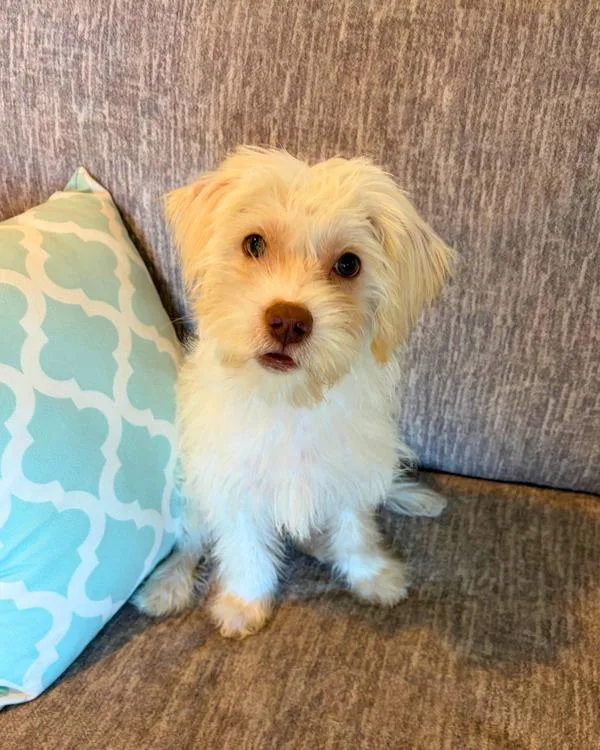 A baby small-sized male Terrier dog named Winston for adoption in Novato, CA