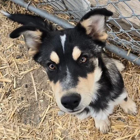 A young medium-sized male Mixed Breed dog named Anakin for adoption in Spokane, WA