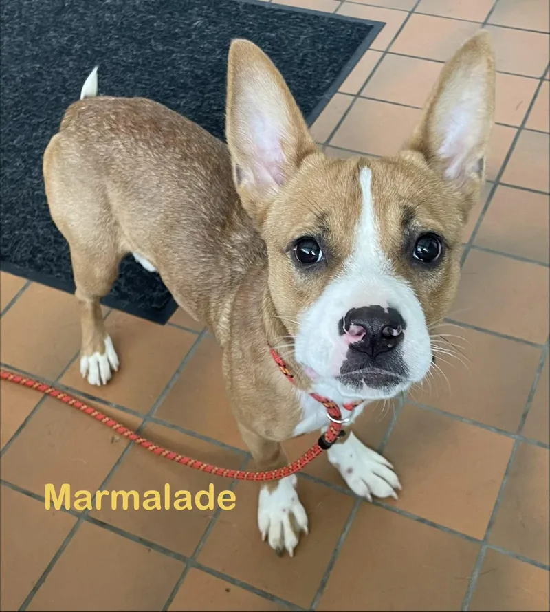 A young medium-sized female Yellow / Tan / Blond / Fawn Basenji dog named Marmalade HOLD for adoption in Canton, OH