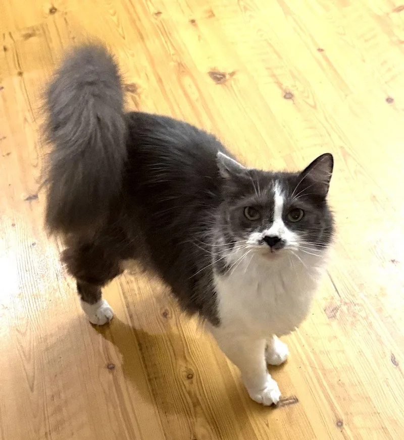 An adult large-sized male Gray & White Domestic Short Hair cat named Sammy for adoption in Albemarle, NC