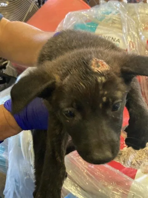 A baby medium-sized male German Shepherd Dog dog named Brady for adoption in Dallas, TX