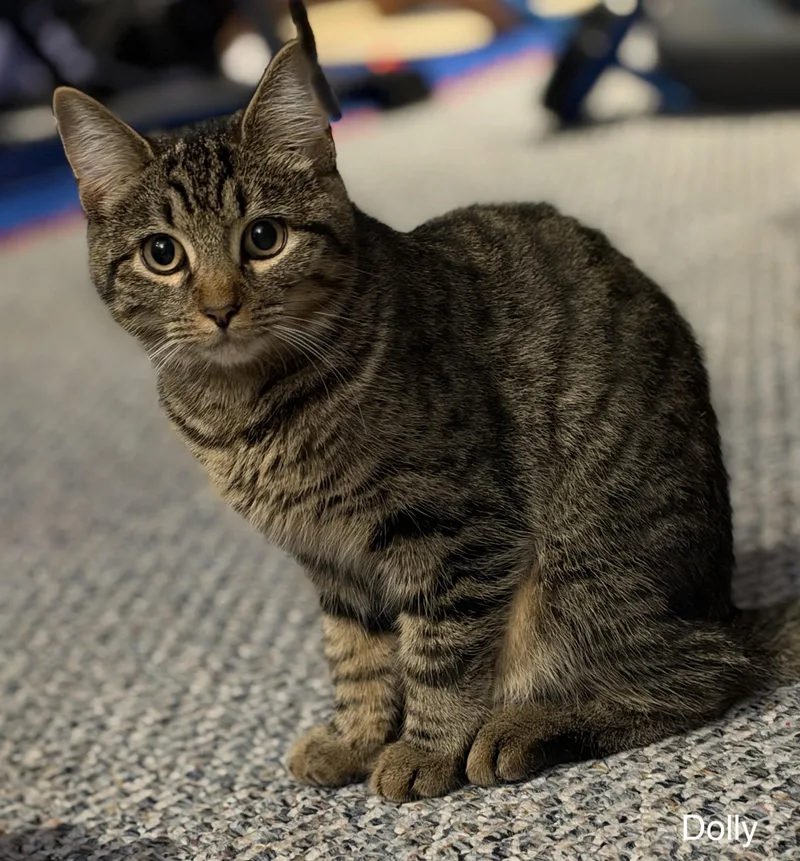 A baby small-sized female Tabby cat named Dolly for adoption in North Billerica, MA