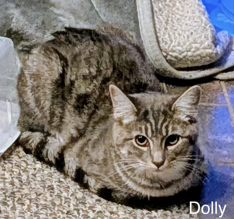 Dolly thumbnail 2