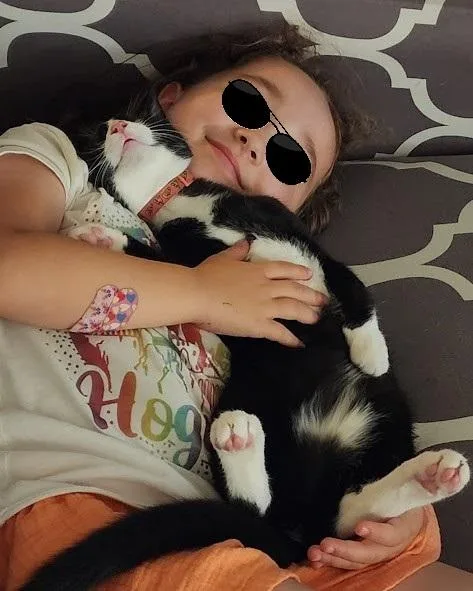 A baby small-sized female Black & White / Tuxedo Domestic Short Hair cat named Pepper for adoption in Orange, CA