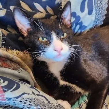 Pepper thumbnail 3