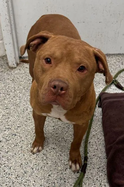 An adult large-sized male Brown / Chocolate Pit Bull Terrier dog named Pumpernickel for adoption in Kansas City, MO
