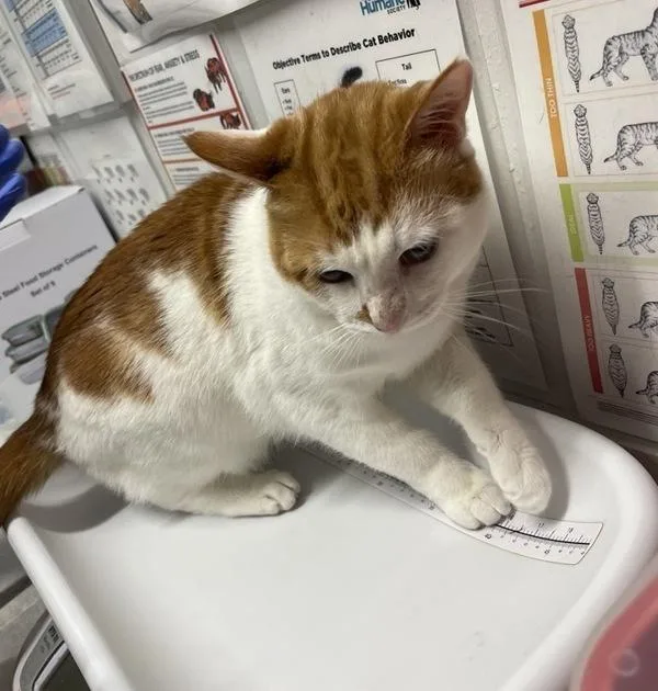 An adult medium-sized male Domestic Short Hair cat named Otis for adoption in Oceanside, CA