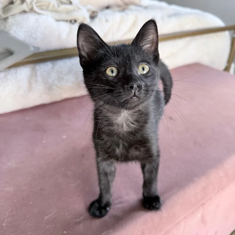 A baby medium-sized male Black Domestic Short Hair cat named Jet for adoption in Hollywood, FL