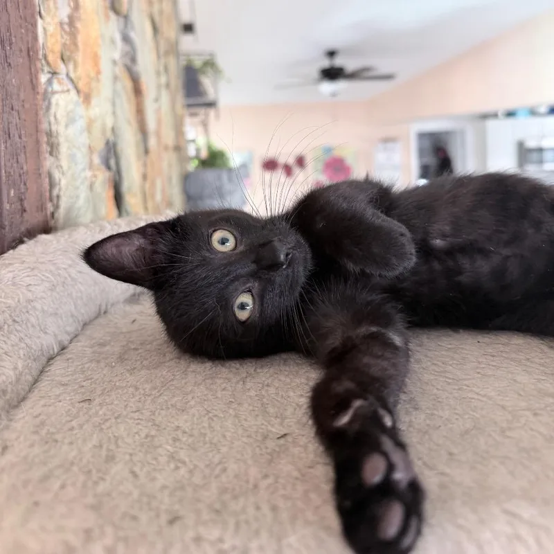 Jet thumbnail 3