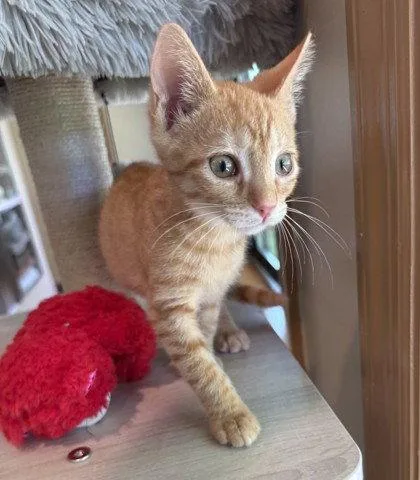 A young small-sized male Orange / Red Domestic Short Hair cat named Fishlegs for adoption in Midland, VA
