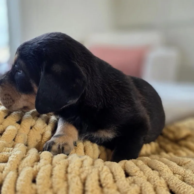 Magnolia thumbnail 2