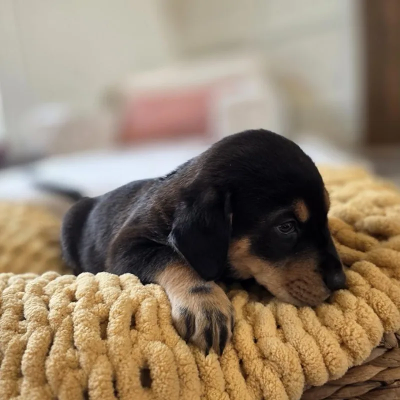 Magnolia thumbnail 3