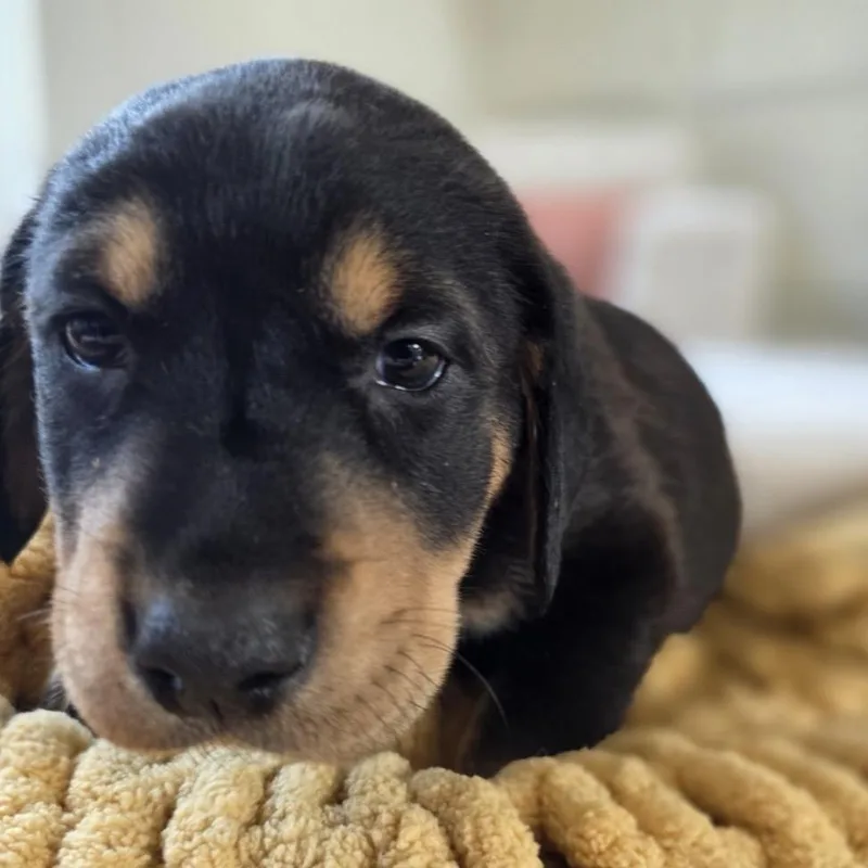 Magnolia thumbnail 4