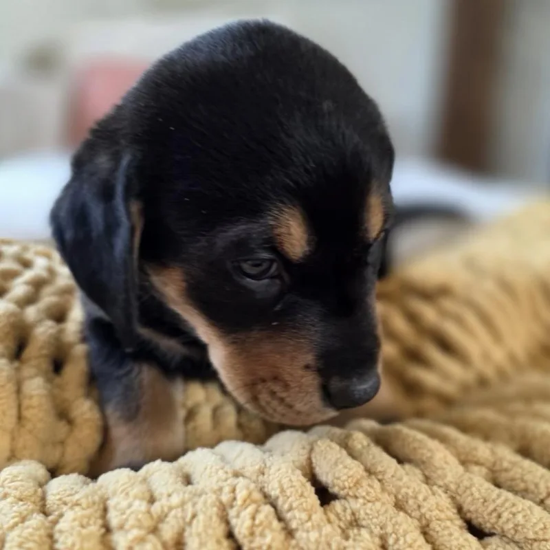 Magnolia thumbnail 5