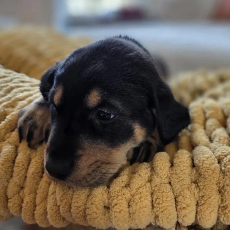 Magnolia thumbnail 6