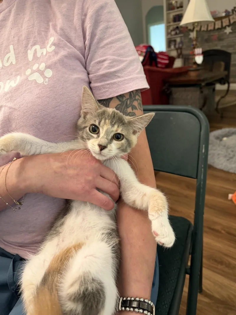 A young medium-sized female Domestic Short Hair cat named Bombshell for adoption in Camden, SC