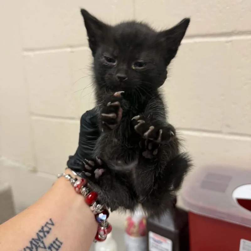 A baby small-sized female Black Domestic Short Hair cat named Noosa for adoption in Reno, NV