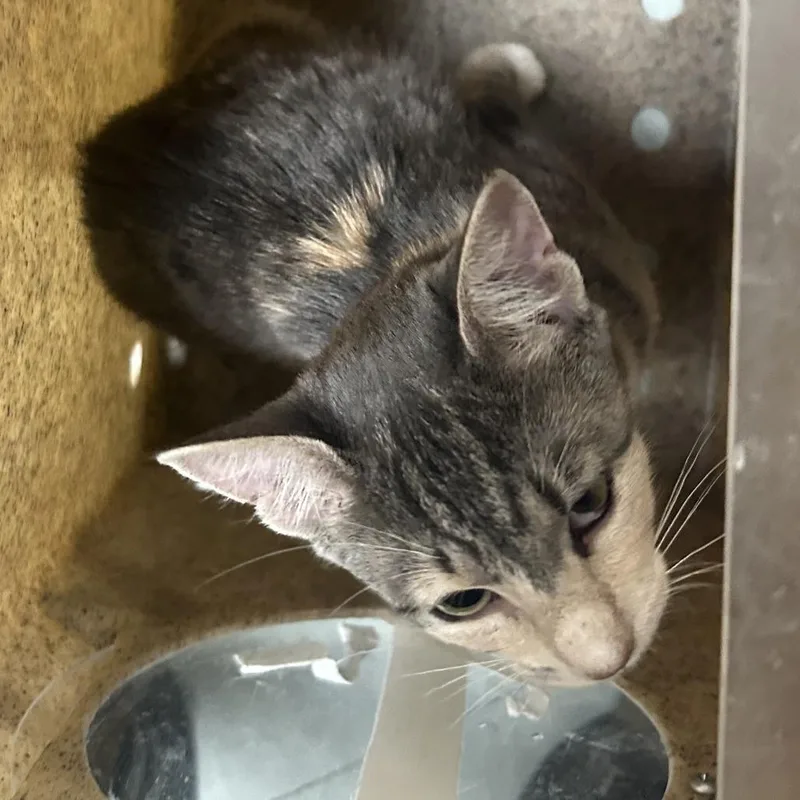 A baby small-sized female Calico Domestic Short Hair cat named Sophia for adoption in Philadelphia, PA