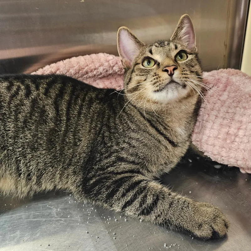 A young small-sized male Brown / Chocolate Domestic Short Hair cat named Pywacket for adoption in Hedgesville, WV