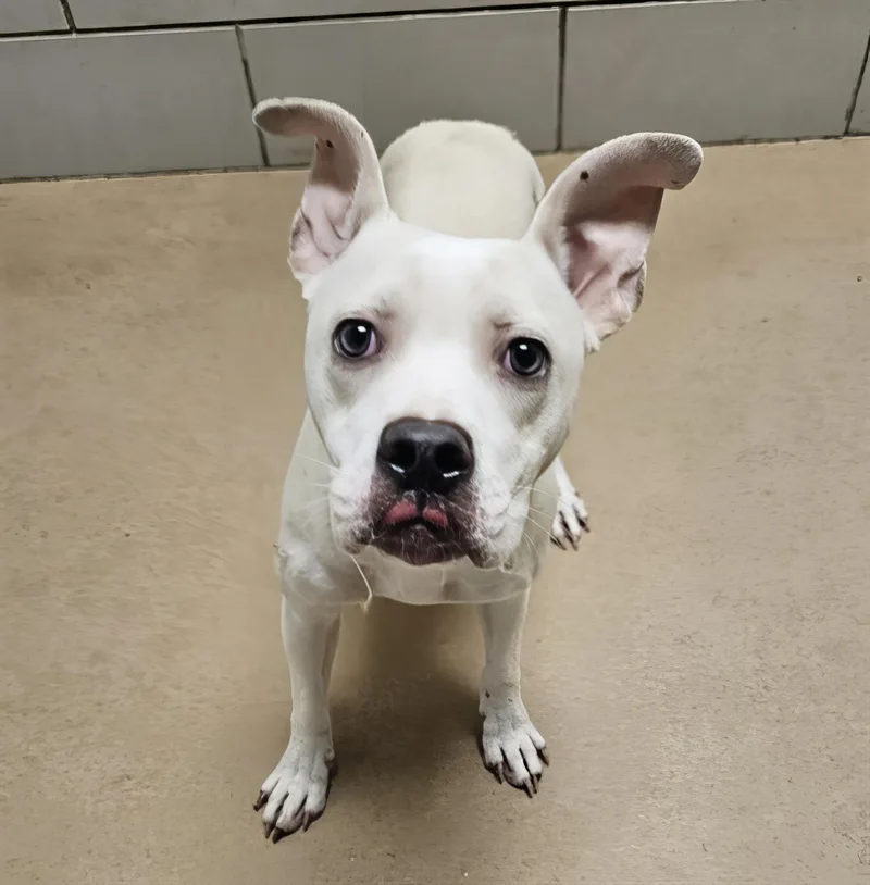 A young medium-sized female Gray / Blue / Silver Mixed Breed dog named Pine Tree for adoption in Nashville, TN