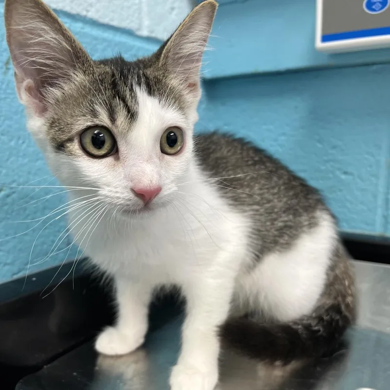 A baby small-sized male White Domestic Short Hair cat named Jacob for adoption in Philadelphia, PA