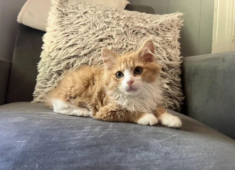 A young medium-sized male Orange & White Domestic Long Hair cat named Ford for adoption in Greensboro, NC