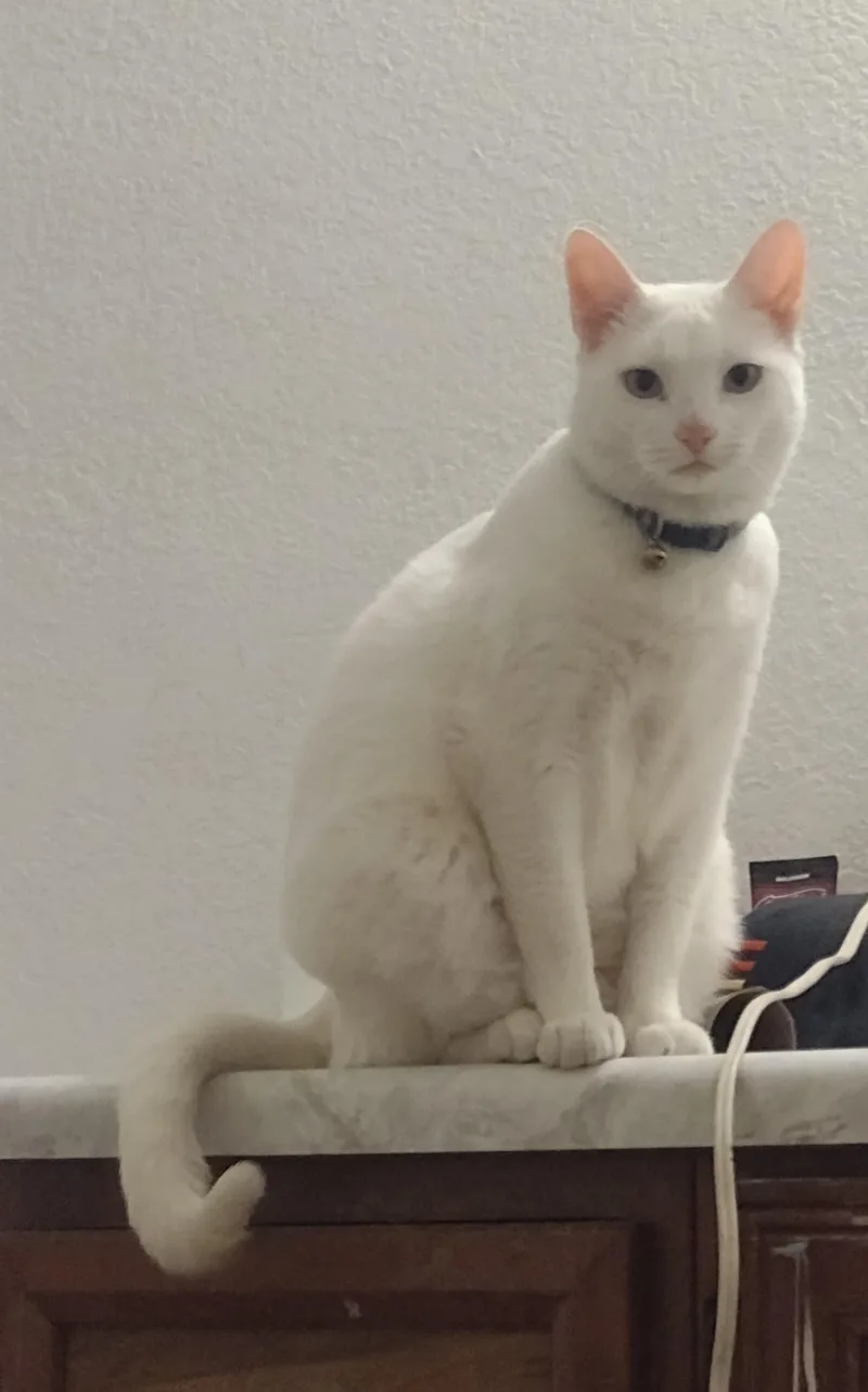 An adult medium-sized female Domestic Short Hair cat named Kat for adoption in Tucson, AZ