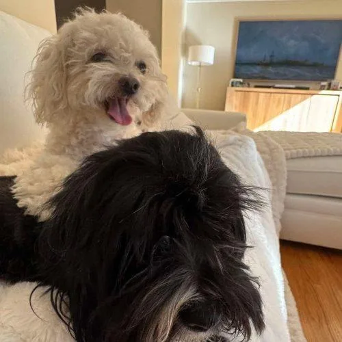A young small-sized female Havanese dog named Louise for adoption in Verona, NJ