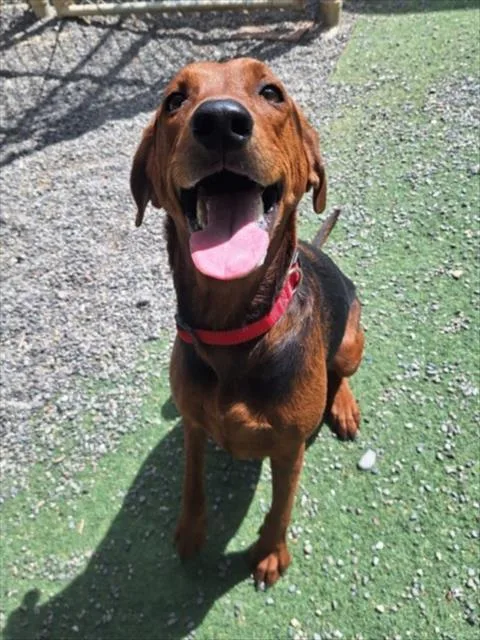 An adult medium-sized female Black and Tan Coonhound dog named Miya for adoption in Woodland, CA