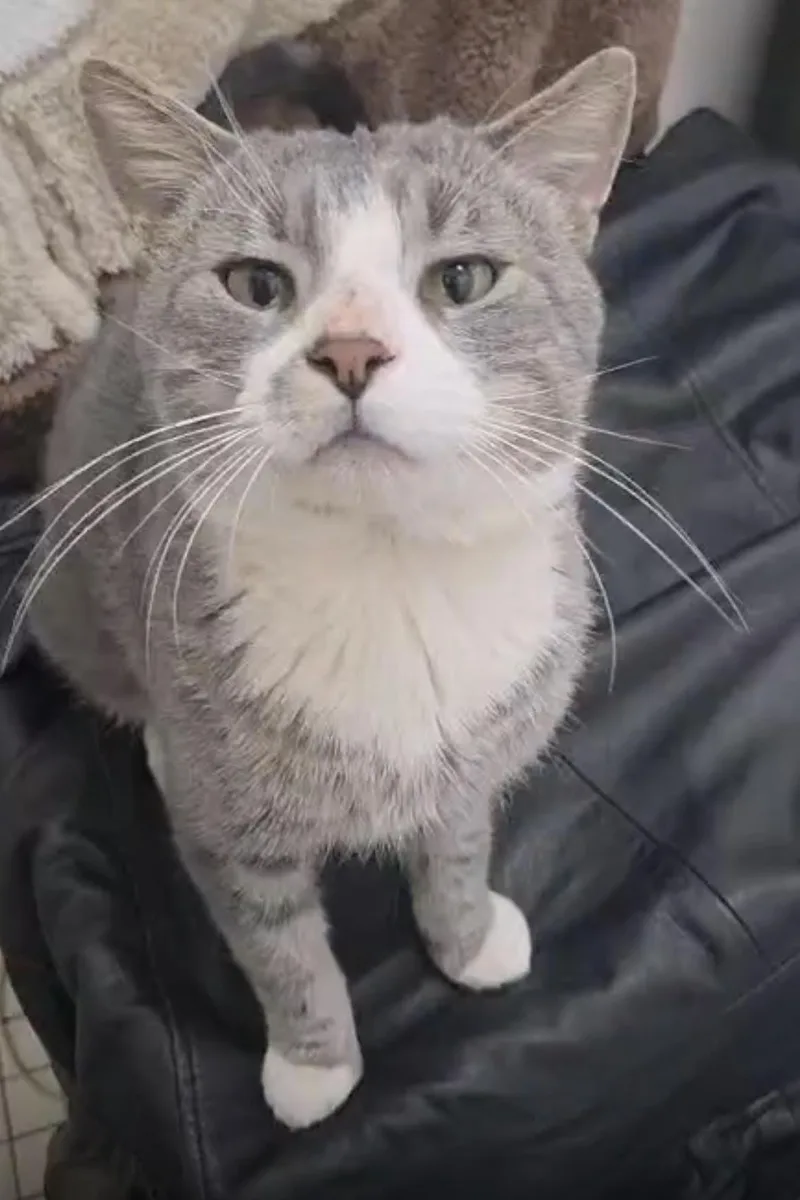 An adult medium-sized male Domestic Short Hair cat named Angel  Big Baby! for adoption in New York, NY