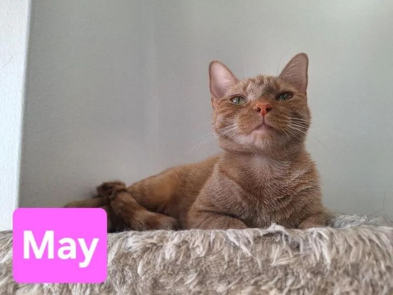 A young small-sized female Domestic Short Hair cat named May for adoption in Leonardtown, MD