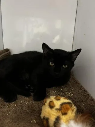 A baby small-sized male Domestic Short Hair cat named Isosceles for adoption in Roseville, CA