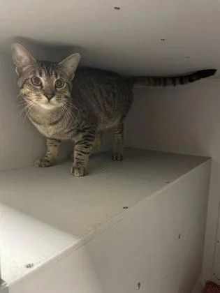 An adult medium-sized male Domestic Short Hair cat named Peter for adoption in Louisburg, NC