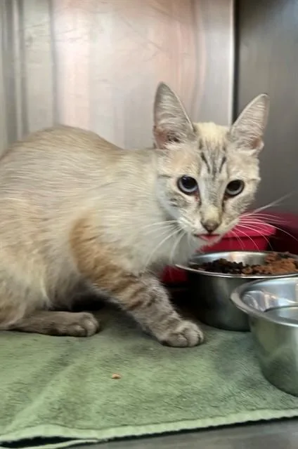 A young small-sized female Domestic Short Hair cat named Marina for adoption in Thousand Palms, CA
