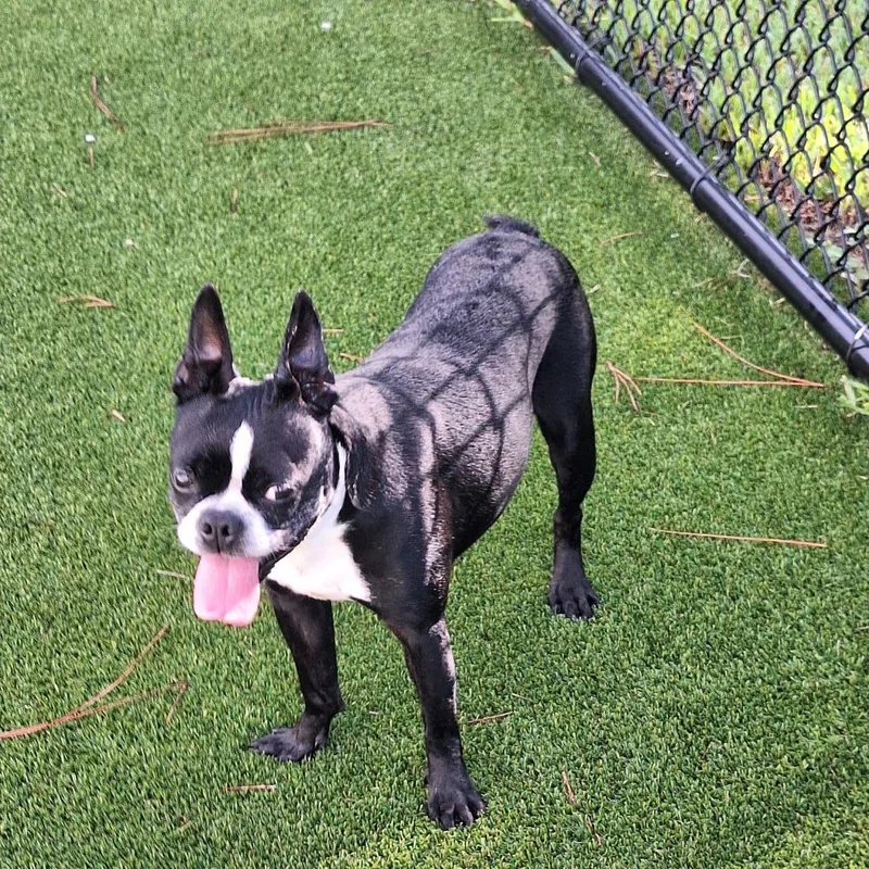 An adult small-sized female Black Boston Terrier dog named Frankie aka English Muffin for adoption in LOXAHATCHEE, FL
