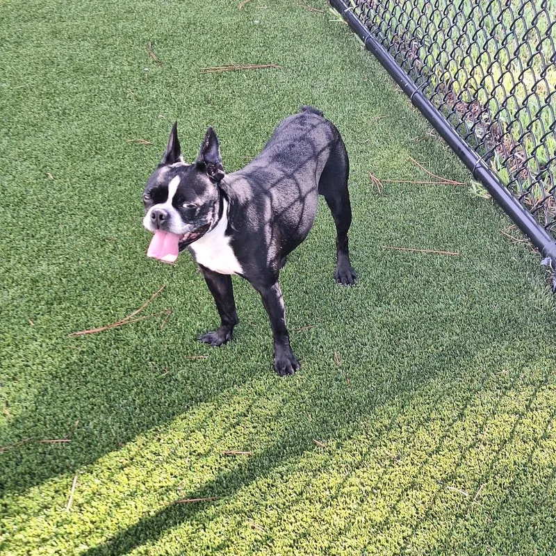 Frankie aka English Muffin thumbnail 2