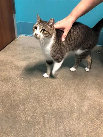 An adult medium-sized female Domestic Short Hair cat named Lily for adoption in Houston, TX