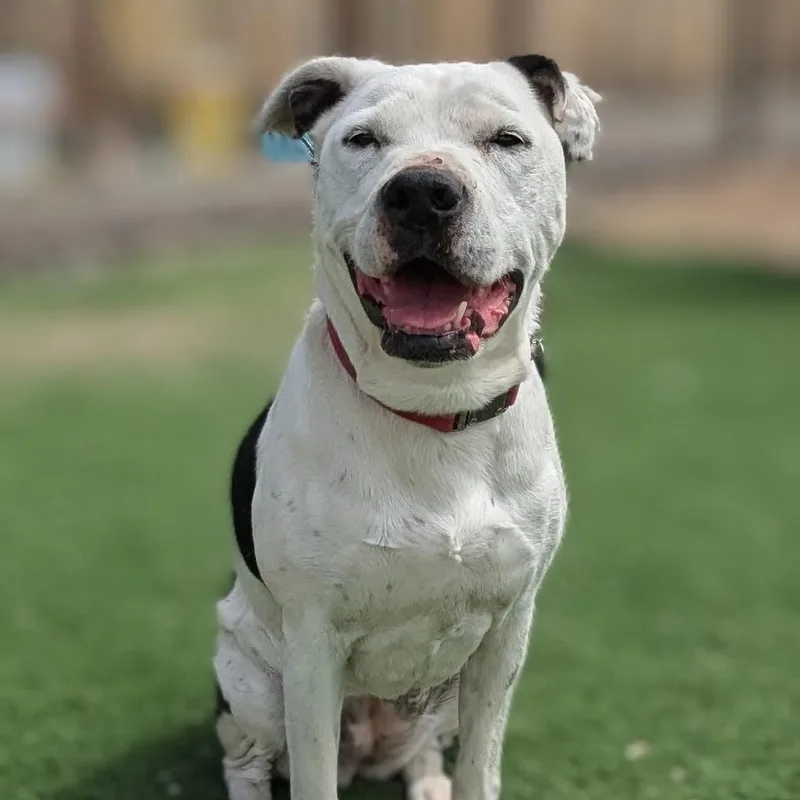 An adult medium-sized female American Staffordshire Terrier dog named Bella for adoption in Torrey, UT