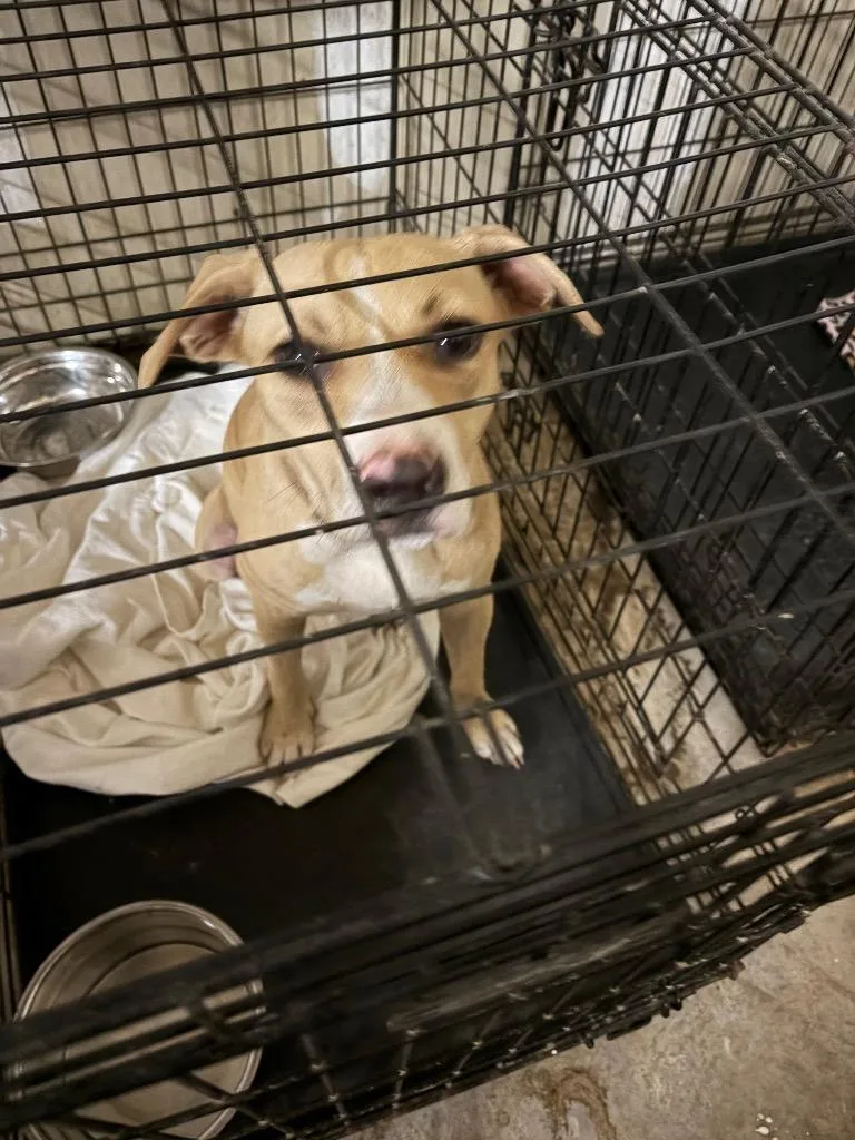 A baby medium-sized male Labrador Retriever dog named Vanilla Ice for adoption in Richland Hills, TX