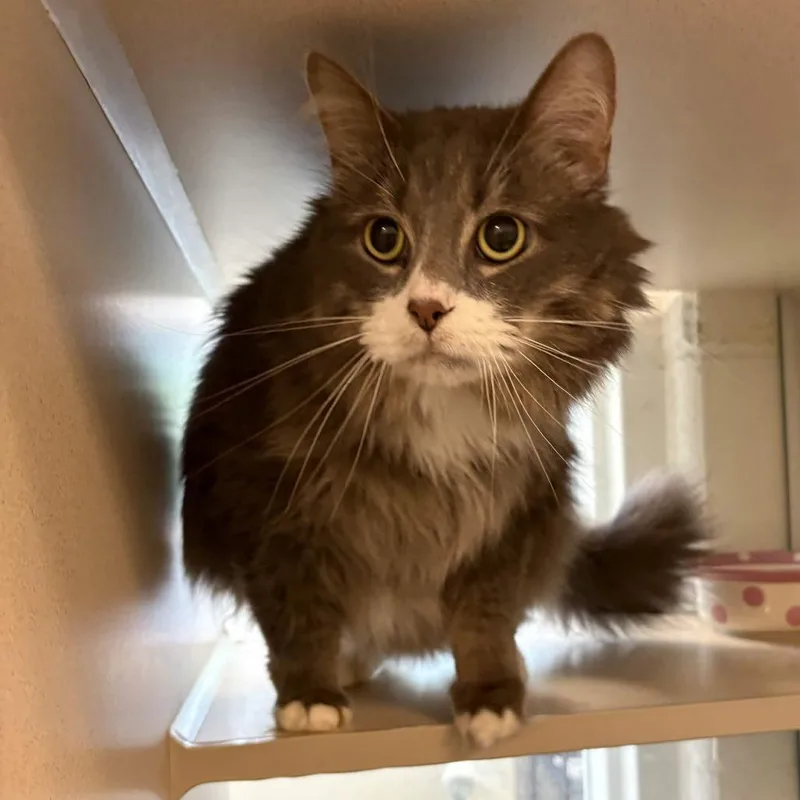 Jasper Aka Jazzy Bear thumbnail 2